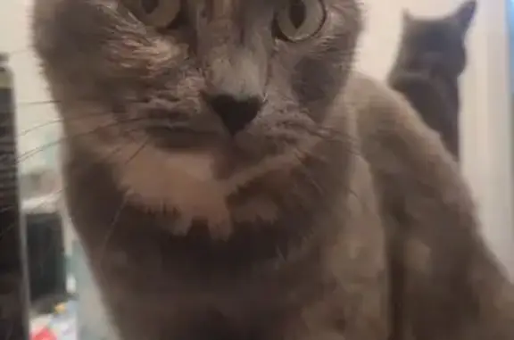 Lost Gray Fluffy Cat Near Costco Orem - Help!