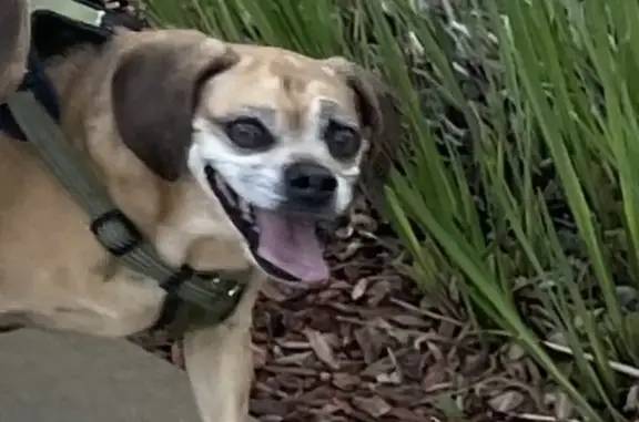 Lost Tan Puggle, Malory - Do Not Chase!