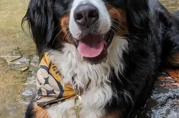 Lost Bernese Dog near Lynnwood - Help Find Her!