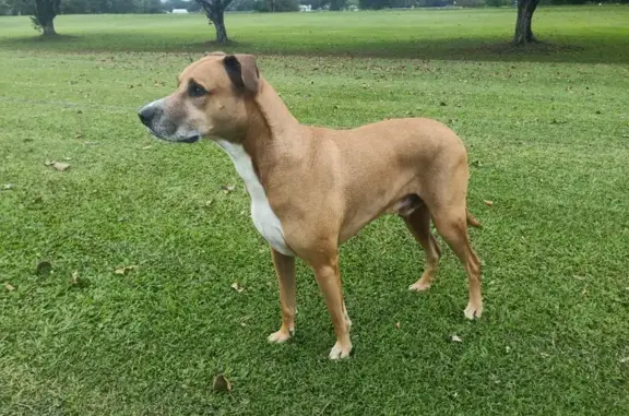 Lost Staffy: 9yr, Brown, 30kg - Babinda