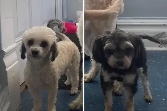 Lost Poodles in Milwaukee: Help Find Them!