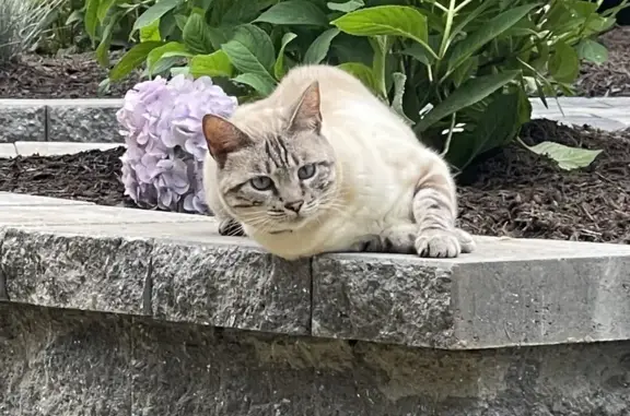 Lost Bengal Cat - Gray/White on Gunger Hill Rd!