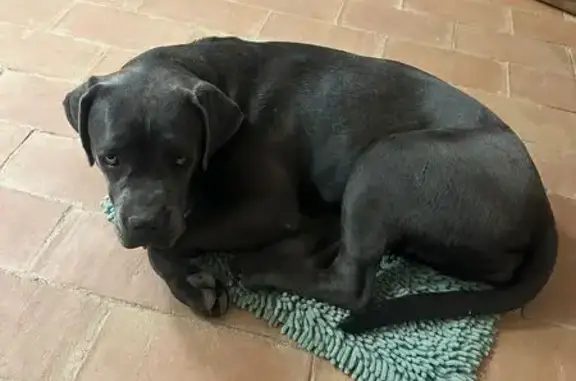 Alerta: Cachorro Cane Corso Gris Perdido