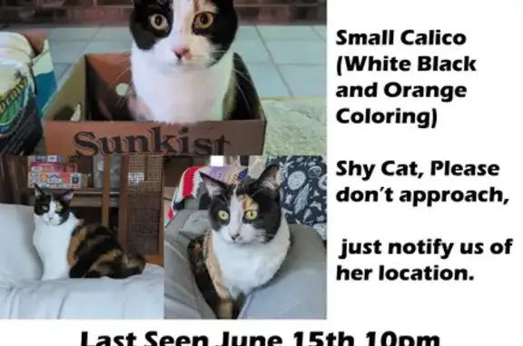 Lost Calico Cat in East Vancouver - Help Find Her!