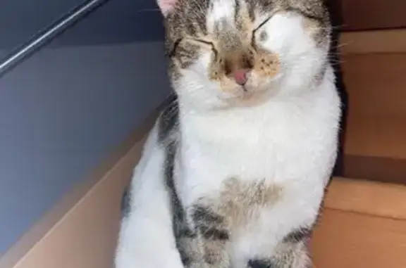 Animaux perdus Soissons, photo: Chat multicolore perdu à Soissons
