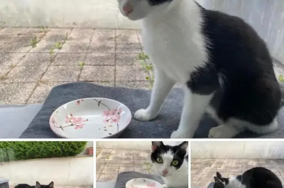 Chat retrouvé à Deyvillers - photo