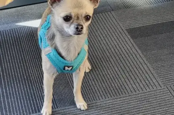 Chien perdu Castellane, photo : Chien Chihuahua beige perdu - 2k600