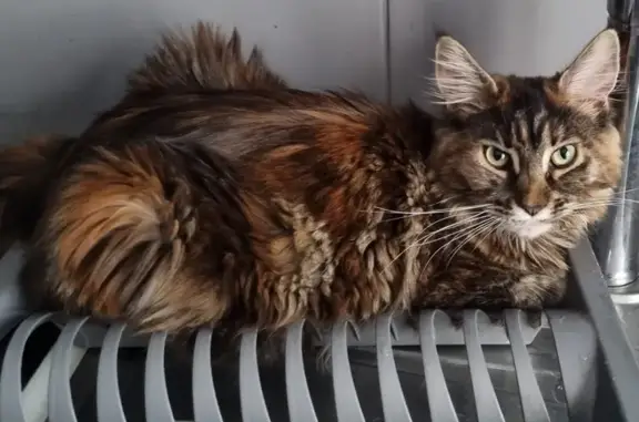 Chat perdu, Dombasle-sur-Meurthe, photo: Chatte maine coon perdue à Dombasle