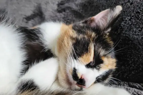 Chat Meli perdu, Noues de Sienne - photo