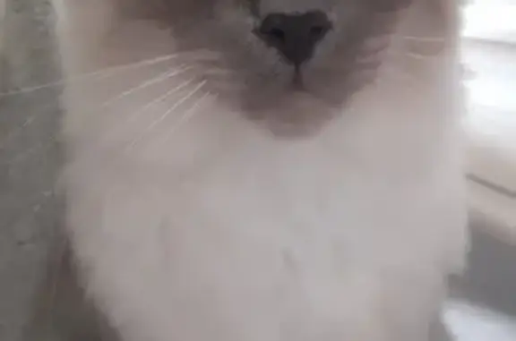Animaux perdus , photo: Chat Birman perdu - Les Petites Loges