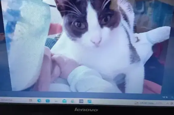 Animaux perdus Béziers, photo: Chat peureux disparu à Béziers