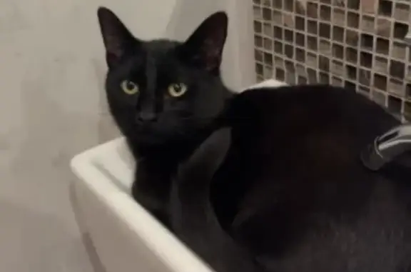 Chat noir audacieux perdu à Longwy - photo