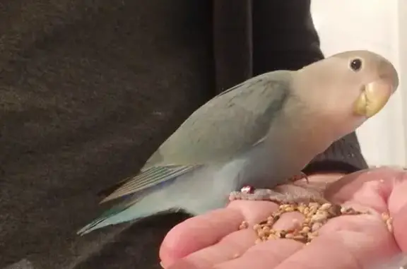 ¡Ayuda! Kiwi, Pájaro Cariñoso Perdido