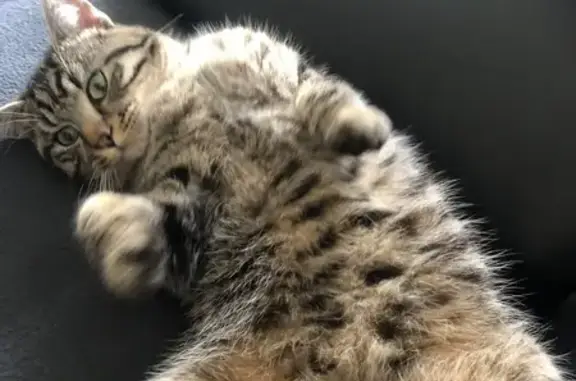 Animaux perdus Morsbach, photo: Chaton tigré disparu à Morsbach