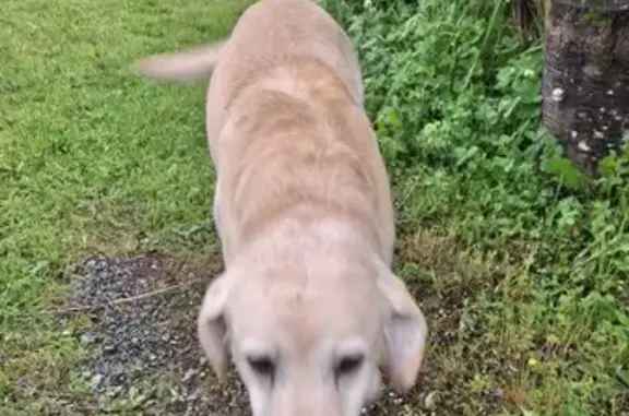 Chien Golden trouvé à Auzances - photo