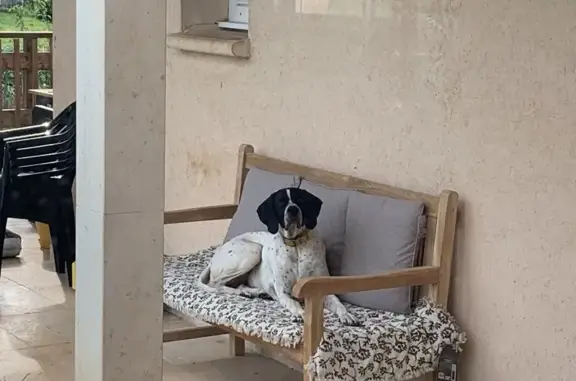 Animaux perdus Prayssac, photo: Chien pointer perdu à Prayssac
