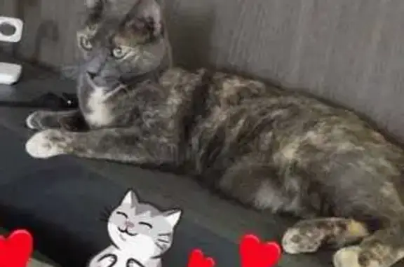 Chat perdu, Pollionnay, photo: Oprah, chatte perdue à Pollionnay