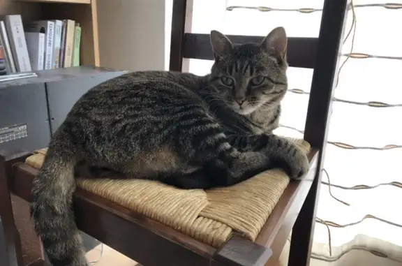 Chat gris tabby perdu retrouvé - photo