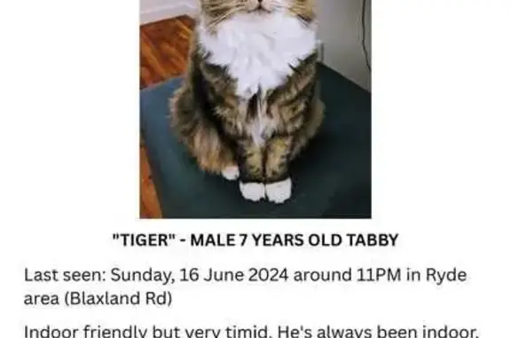 Lost Indoor Cat in Ryde - Help Us Find Him!