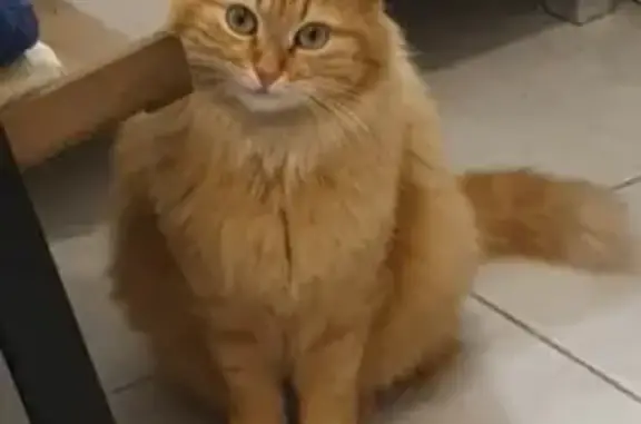Chat perdu, , photo: Chatte rousse perdue près rond-point