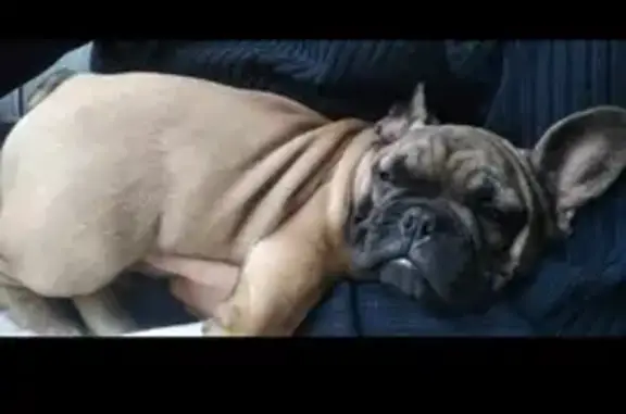 Animaux perdus , photo: T'choupi, bouledogue fauve perdu
