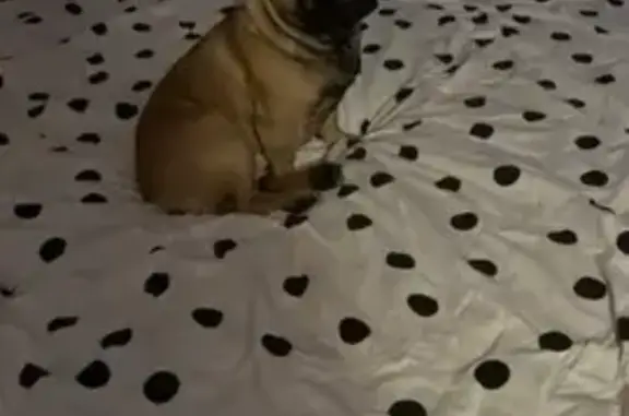 Animaux perdus , photo: Disparition T'choupi, Bouledogue
