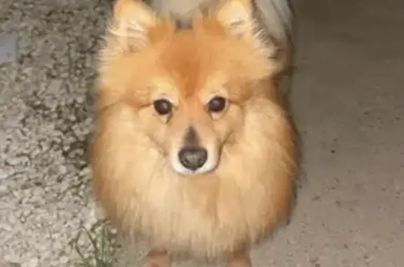 Chien perdu , photo : Chien Spitz marron perdu à Saint-Paul