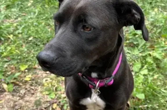 Perdida: Canina Cruzado, Negra y Blanca, 20kg