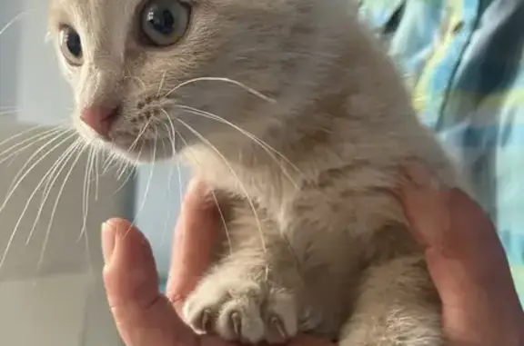 Animaux trouvés Sélestat, photo: Chaton sable trouvé Z.I. Sélestat