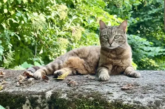Chat perdu, , photo: Chatte SYRRA disparue - Contactez-nous