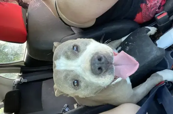 Chien Amstaff Gris/Blanc Perdu - photo