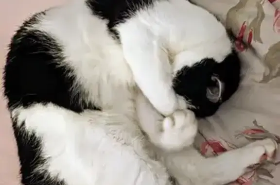 Animaux perdus Périgueux, photo: Chat noir et blanc perdu à Périgueux