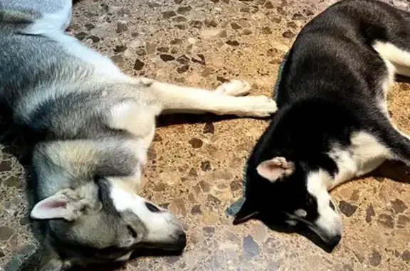 ¡Alerta! Husky Siberiano Perdido en Puerto Lumbreras