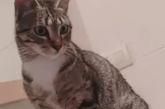Animales perdidos , foto: Gato Atigrado Gris Perdido - A-3110
