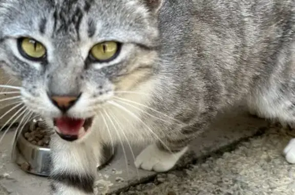 Chatte grise/blanche trouvée 1528 - photo