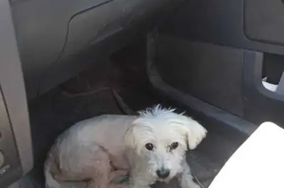 ¡Ayuda a Encontrar a Blanco, Bichón Maltés Perdido!