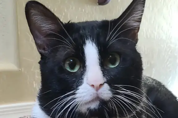 Lost Tuxedo Cat in San Tan Valley - Help!