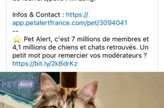 Animaux perdus Ghisonaccia, photo: Chatte tricolore perdue à Ghisonaccia