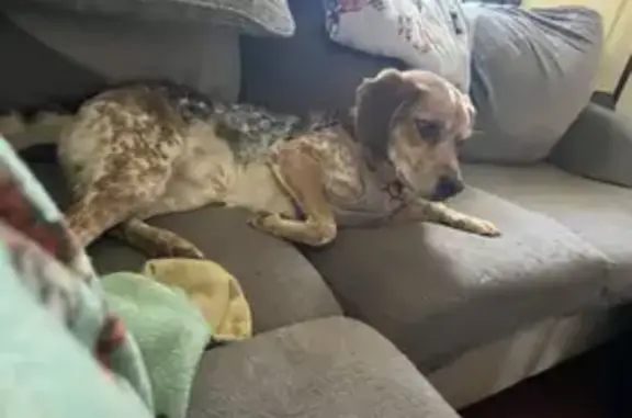 Lost Dog Alert: Light Brown Spotty Pup - Help!