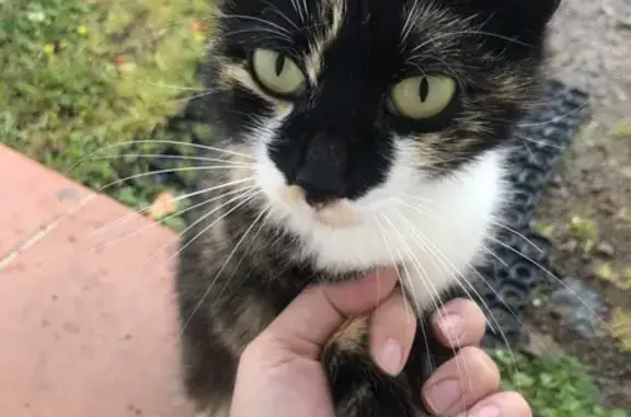 Chat errant adopte une maison - photo