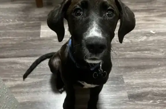 Lost Puppy Hank: 6-Month-Old Lab Mix - Help!