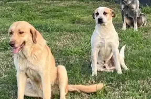 Lost and found pets , photo: URGENT: 3 Lost Dogs Near Cooksey Rd - Help!