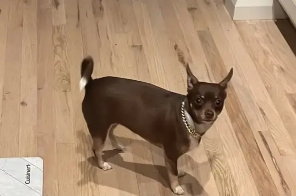 Lost Chihuahua: Chocolate with Gold Chain!