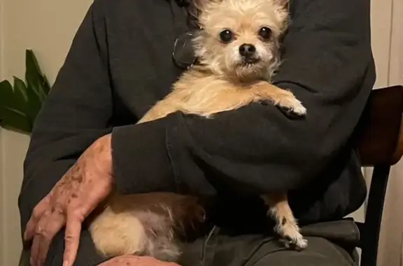 Lost Senior Chihuahua - Poor Eyesight | Help!