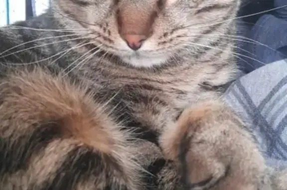 Animaux perdus Montebourg, photo: Chat tigré perdu à Montebourg