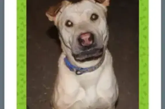 Lost Dog Alert: Tan Sharpai-Pit Mix in AZ