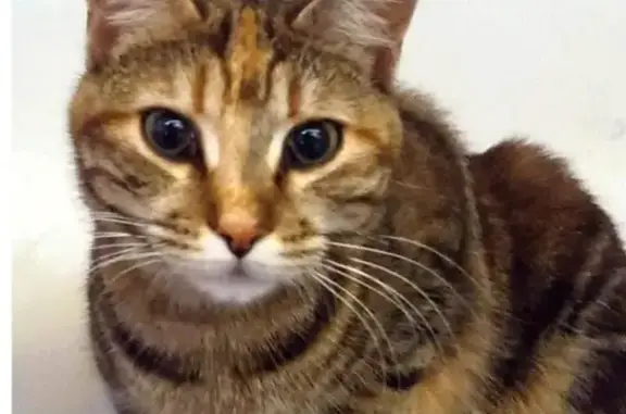 Animaux perdus , photo: Chat craintif perdu à L'Île-Rousse