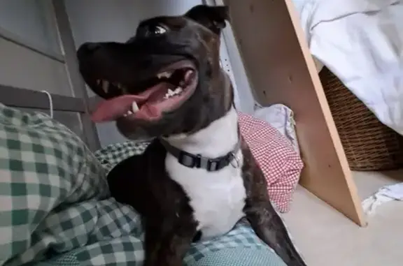 Animaux perdus Coulonges-sur-l'Autize, photo: Uzi, chien noir perdu près école