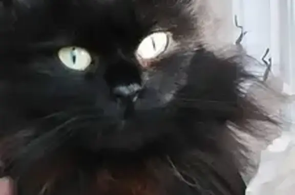 Chatte Strega perdue à Vence - photo