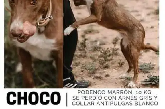 Perros perdidos, , foto: ¡Alerta! Podenco Marrón Perdido en Baix Ebre